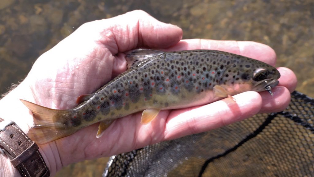 Photo of the trout on a a dry fly